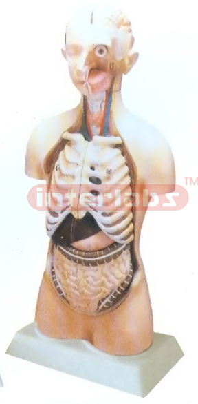 85 CM TALL INDO-TYPE HUMAN TORSO MODEL WITH HEAD